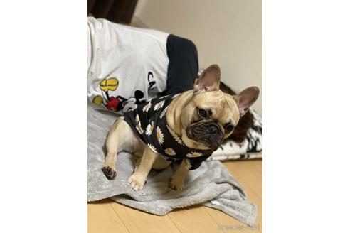 販売中のフレンチブルドッグの親犬