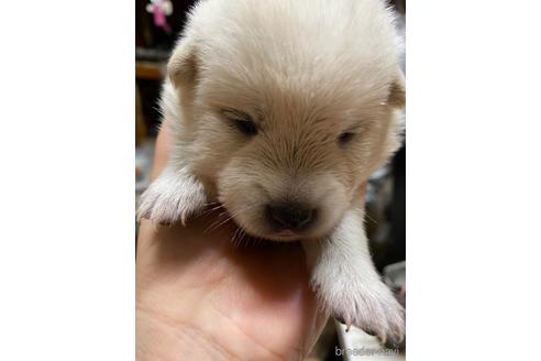 長野県のミックス犬 男の子 21 06 26生まれ 柴犬のお母さんと日本スピッツのお父さんから産まれました 子犬id ブリーダーナビ 長野県のミックス犬 男の子 21 06 26生まれ 柴犬のお母さんと日本スピッツのお父さんから産まれました 子犬id ブリーダーナビ