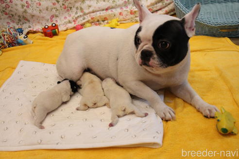 販売中のフレンチブルドッグの親犬