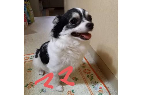 販売中のチワワ(スムースコート)の親犬