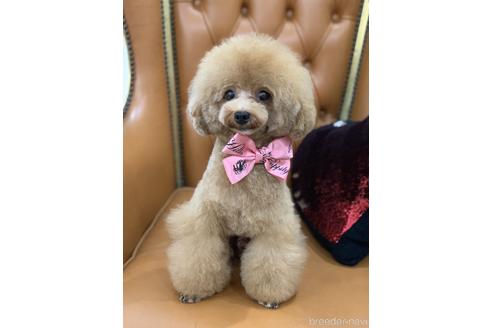 販売中のタイニープードルの親犬