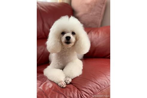 販売中のタイニープードルの親犬
