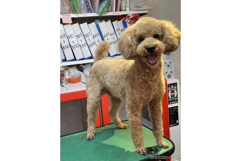 販売中のトイプードルの親犬