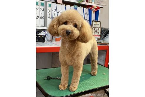 販売中のトイプードルの親犬
