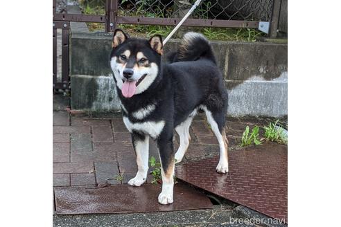販売中の柴犬の親犬