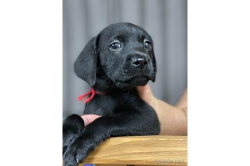 愛知県のミックス犬 女の子 21 05 24生まれ 黒ラブ ワイマラナー ｍｉｘ犬ラブマラナー 子犬id ブリーダーナビ