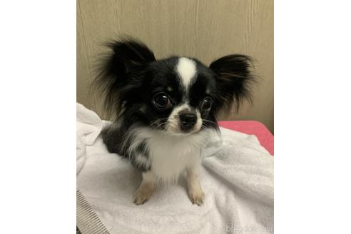 販売中のチワワ(ロングコート)の親犬