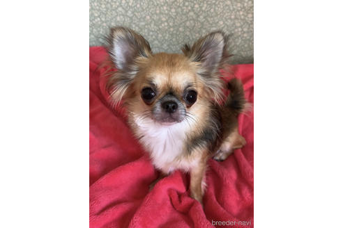 販売中のチワワ(ロングコート)の親犬
