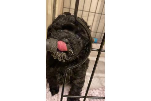 ブルーのトイプードルの子犬を探す ブリーダーナビ ブルーのトイプードルの子犬を探す ブリーダーナビ