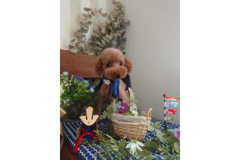 販売中のポメプー:ポメラニアン×トイプードルの親犬