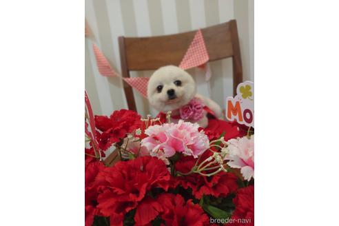 販売中のポメプー:ポメラニアン×トイプードルの親犬