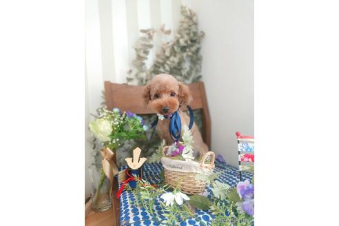 販売中のポメプー:ポメラニアン×トイプードルの親犬