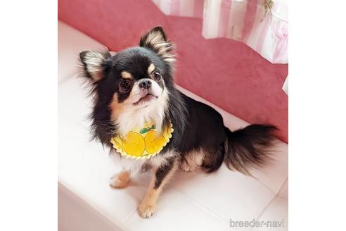 販売中のチワワ(ロングコート)の親犬