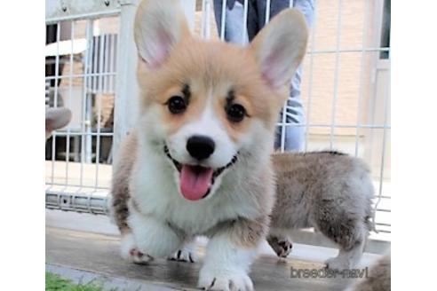 石川県のウェルシュコーギーペンブローク 男の子 21 04 22生まれ もふもふの可愛い子です 子犬id ブリーダーナビ 石川県のウェルシュコーギーペンブローク 男の子 21 04 22生まれ もふもふの可愛い子です 子犬id ブリーダーナビ