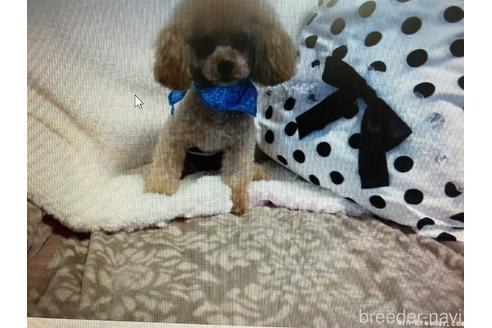 販売中のティーカッププードルの親犬