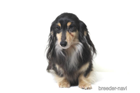 販売中のカニンヘンダックスフンド(ロングヘアード)の親犬