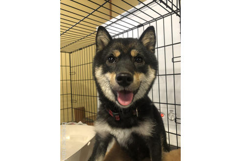 販売中のミックス犬の親犬