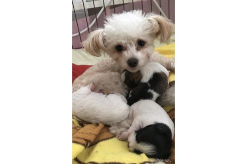 販売中のミックス犬の親犬