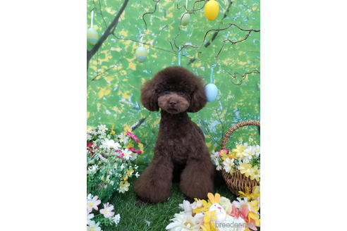 販売中のタイニープードルの親犬