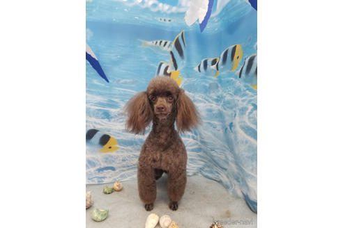 販売中のタイニープードルの親犬
