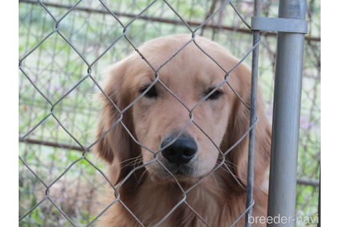 販売中のゴールデンレトリーバーの親犬