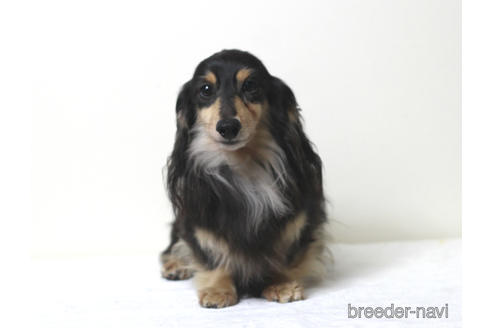 販売中のカニンヘンダックスフンド(ロングヘアード)の親犬