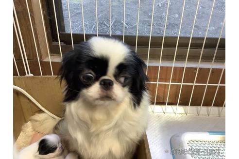 販売中の狆 (チン)の親犬
