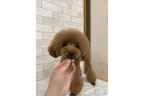 販売中のタイニープードルの親犬