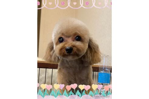 販売中のタイニープードルの親犬