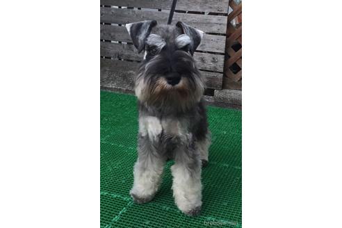 販売中のミニチュアシュナウザーの親犬