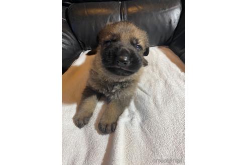 価格の安い(20万円〜30万円)ジャーマンシェパードドッグの子犬を