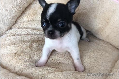 チワワの子犬を探す ブリーダーナビ