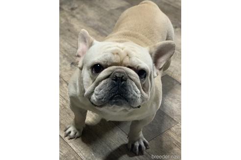 販売中のフレンチブルドッグの親犬