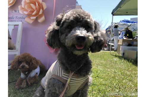 販売中のトイプードルの親犬