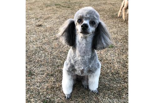 販売中のトイプードルの親犬