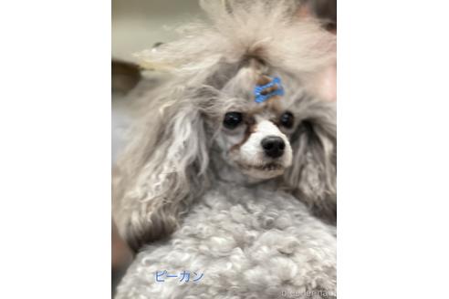 販売中のタイニープードルの親犬
