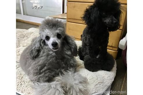 販売中のタイニープードルの親犬