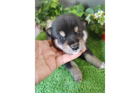 鹿児島県の柴犬 男の子 21 06 15生まれ 黒柴の男の子生まれました 子犬id 1344 ブリーダーナビ