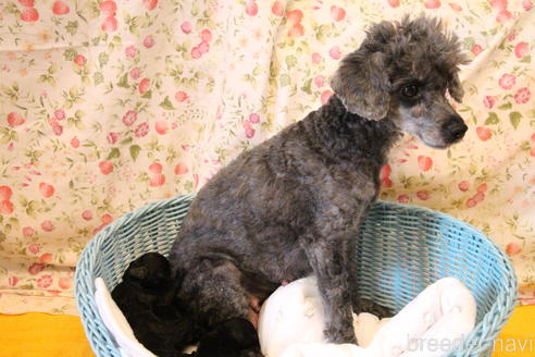 販売中のトイプードルの親犬