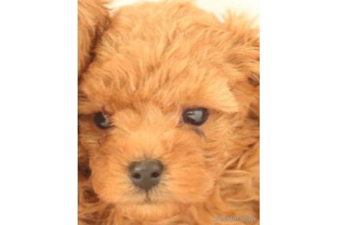 格安なトイプードルの子犬を探す ブリーダーナビ