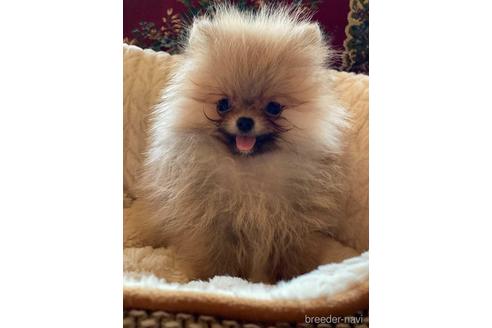 千葉県のポメラニアン 女の子 21 04 生まれ 成犬時予想1 2 1 5キロのおやゆび姫ちゃんです ミ 子犬id 1409 ブリーダーナビ