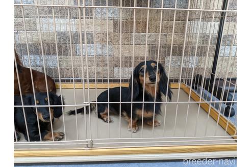 販売中のミニチュアダックスフンド(ロングヘアード)の親犬