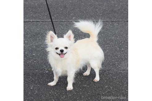 販売中のチワワ(ロングコート)の親犬