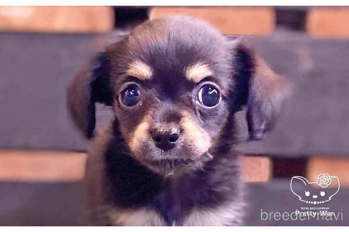 チワックスの子犬を探す ブリーダーナビ