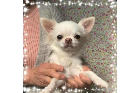 販売中のチワワ(ロングコート)の親犬