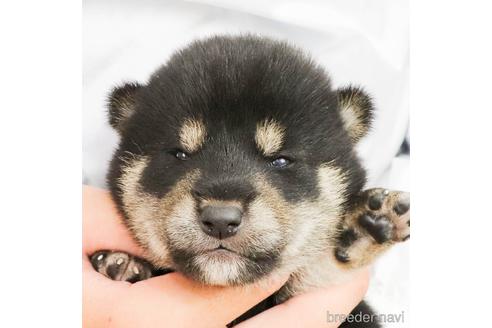 黒柴 黒の柴犬 の子犬を探す ブリーダーナビ