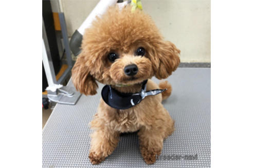 販売中のタイニープードルの親犬