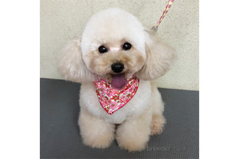 販売中のタイニープードルの親犬