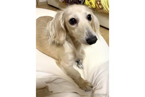 販売中のカニンヘンダックスフンド(ロングヘアード)の親犬