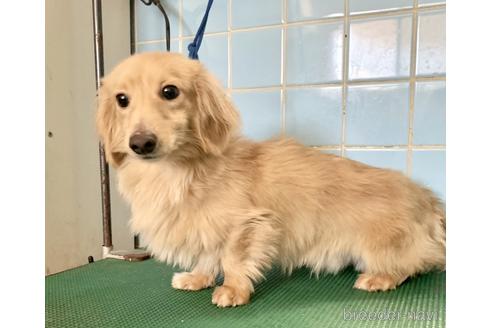 販売中のカニンヘンダックスフンド(ロングヘアード)の親犬